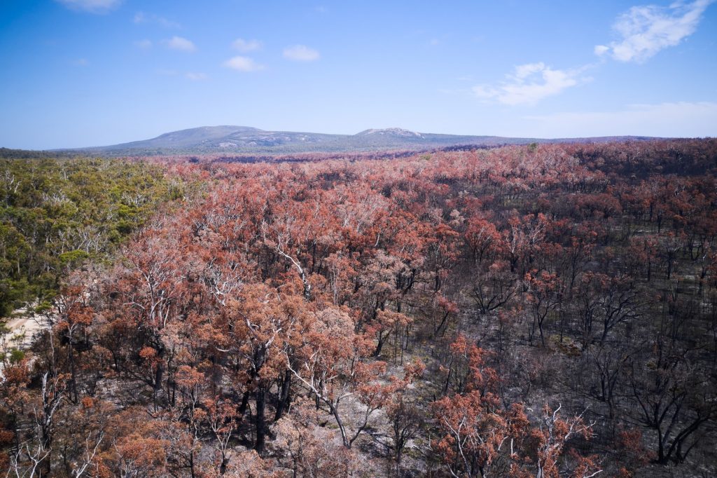 nimble_asset_Mt-Lindesay-NP_Denbarker_Prescribed-burn_November-2019_R-DSouza-3